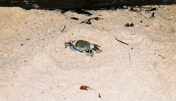 LowRes_co_wai_0019.JPG