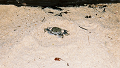 LowRes_co_wai_0019_thumb.png